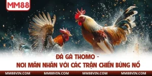 Đá gà thomo