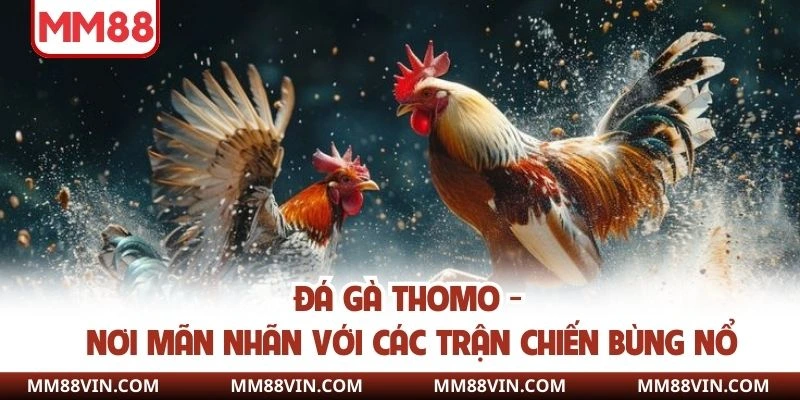 Đá gà thomo
