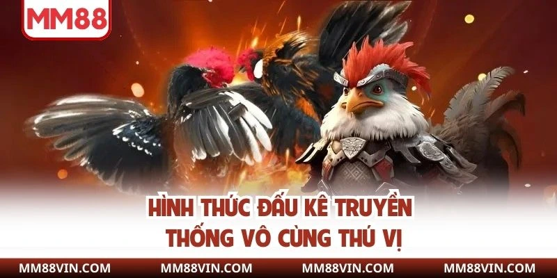 Hình thức đấu kê truyền thống vô cùng thú vị