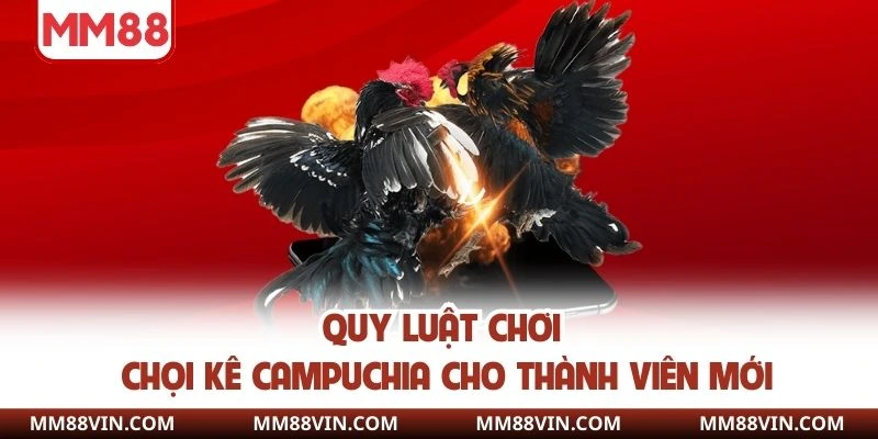 Quy luật chơi chọi kê Campuchia cho thành viên mới