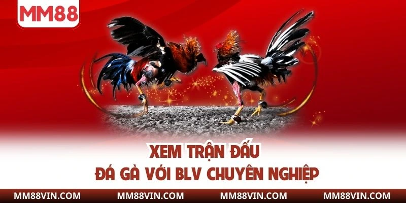 Xem trận đấu đá gà với BLV chuyên nghiệp
